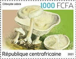 Stamp, Clitocybe odora, Central African Republic,  , Mushrooms