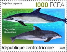 Delphinus capensis, Sagmatias obliquidens