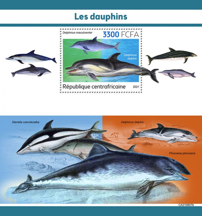 Delphinus maculiventer, Delphinus delphis