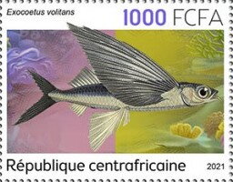 Exocoetus volitans