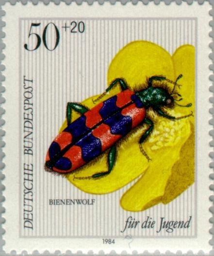 Bee Beetle (Trichodes apiarius), Popcorn Plant (Ranunculus r