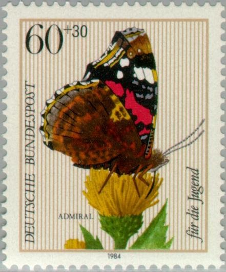 Red Admiral (Vanessa atalanta), Cabbage Thistle (Cirsium ole