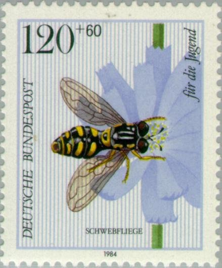 Hoverfly (Chrysotoxum festivum), Coffeeweed (Cichorium intyb