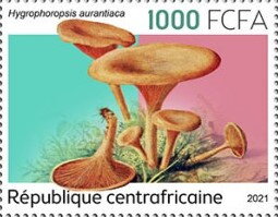 Hygrophoropsis aurantiaca