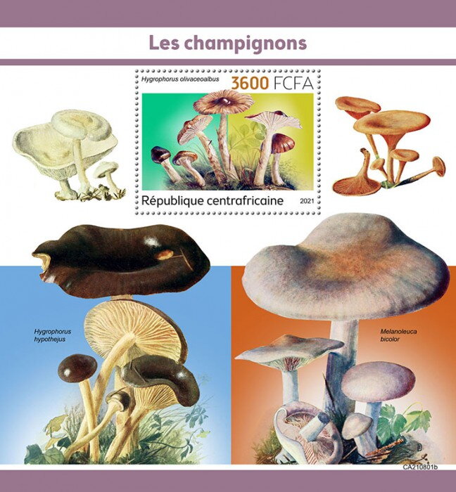 Hygrophorus olivaceoalbus