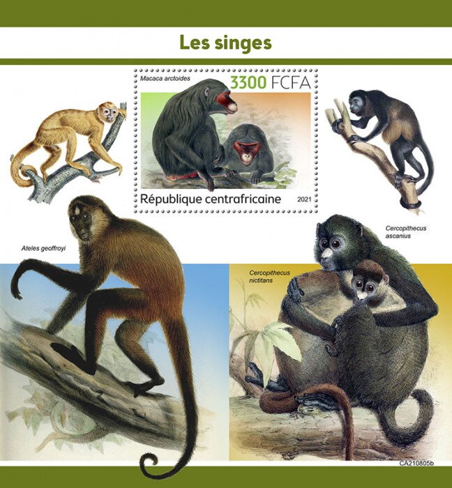 Macaca arctoides