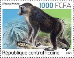 Macaca maura