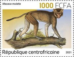 Macaca mulatta