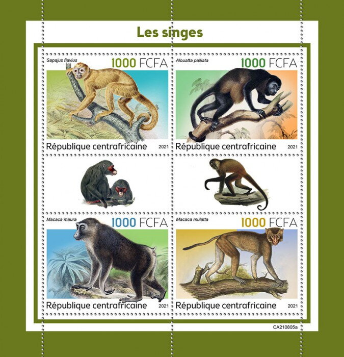 Macaca mulatta
