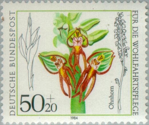 Orchis anthropophora