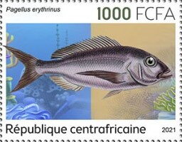 Pagellus erythrinus