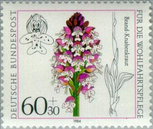 Stamp, Orchis ustulata, Germany, Federal Republic,  , Flowers, Orchids, Plants (Flora)