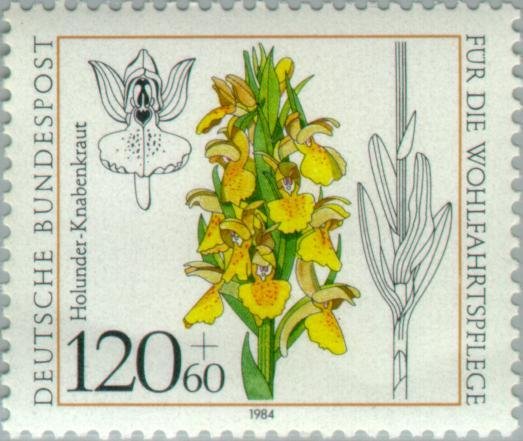 Dactylorhiza sambucina