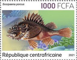 Scorpaena porcus