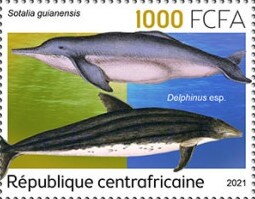 Sotalia guianensis, Delphinus esp.