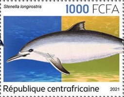 Spinner Dolphin (Stenella longirostris)