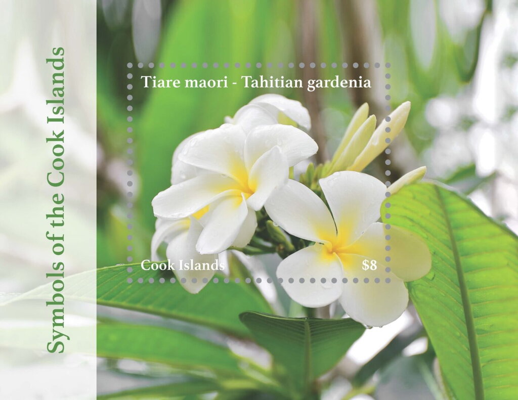 Tahitian Gardenia (Gardenia taitensis)
