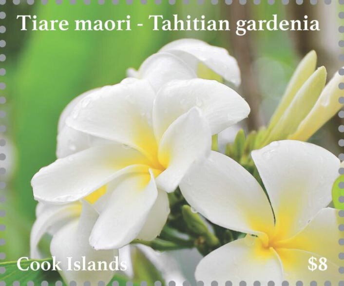 Tahitian Gardenia (Gardenia taitensis)