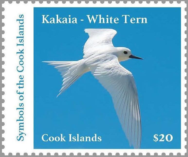 White Tern (Gygis alba)
