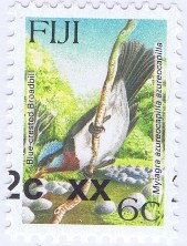 Blue-crested Flycatcher (Myiagra azureocapilla)