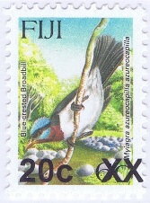 Blue-crested Flycatcher (Myiagra azureocapilla)