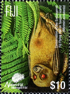 Flying Fox Hanging from Branch