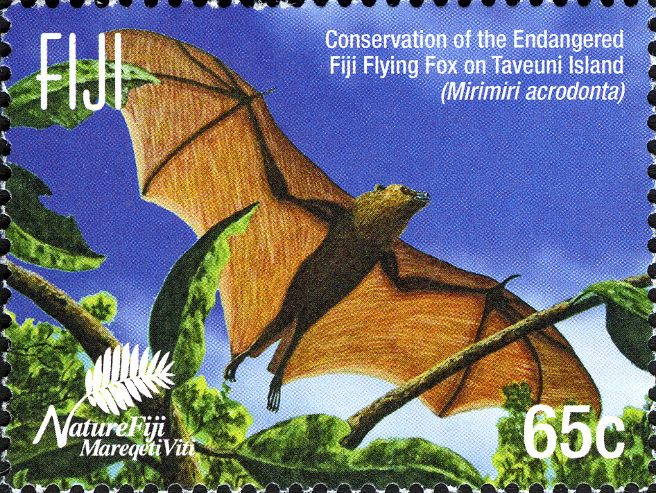 Flying Fox in Flight