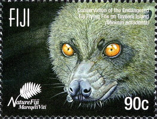 Head of Flying Fox