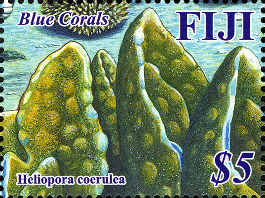 Heliopora coerulea