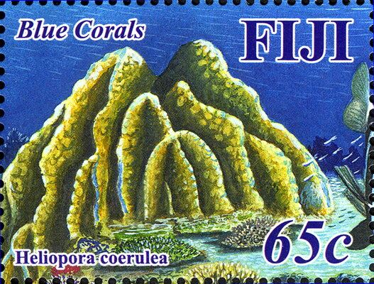 Heliopora coerulea
