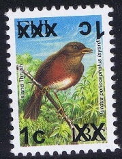 Island Thrush (Turdus poliocephalus layardi)