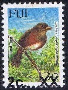 Island Thrush (Turdus poliocephalus layardi)