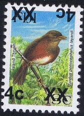 Island Thrush (Turdus poliocephalus layardi)