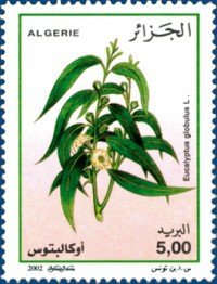 Stamp, Eucalyptus globulus, Algeria,  , Plants (Flora)