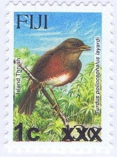 Island Thrush (Turdus poliocephalus layardi)