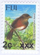 Island Thrush (Turdus poliocephalus layardi)