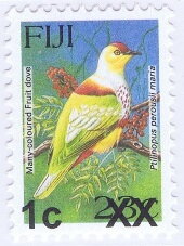Many-coloured Fruit Dove (Ptilinopus perousii mariae)