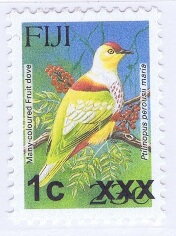 Many-coloured Fruit Dove (Ptilinopus perousii mariae)
