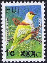 Many-coloured Fruit Dove (Ptilinopus perousii mariae)