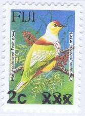 Many-coloured Fruit Dove (Ptilinopus perousii mariae)