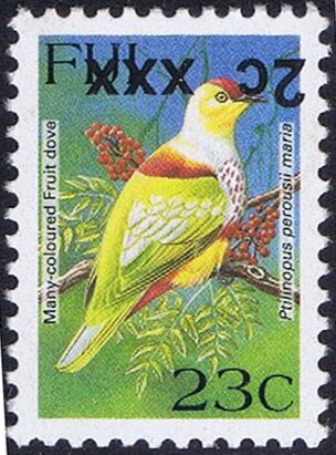 Many-coloured Fruit Dove (Ptilinopus perousii mariae)