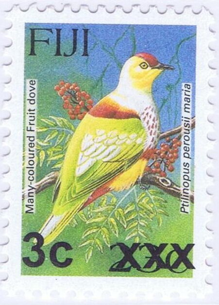 Many-coloured Fruit Dove (Ptilinopus perousii mariae)