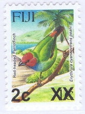 Red-headed Parrotfinch (Erythrura cyaneovirens pealii)
