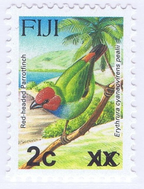 Red-headed Parrotfinch (Erythrura cyaneovirens pealii)