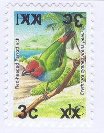 Red-headed Parrotfinch (Erythrura cyaneovirens pealii)