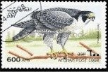 Peregrine Falcon (Falco peregrinus)
