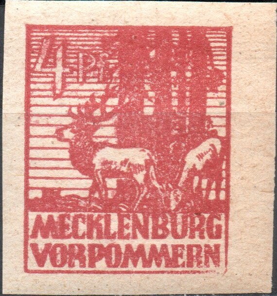 Red Deer (Cervus elaphus)