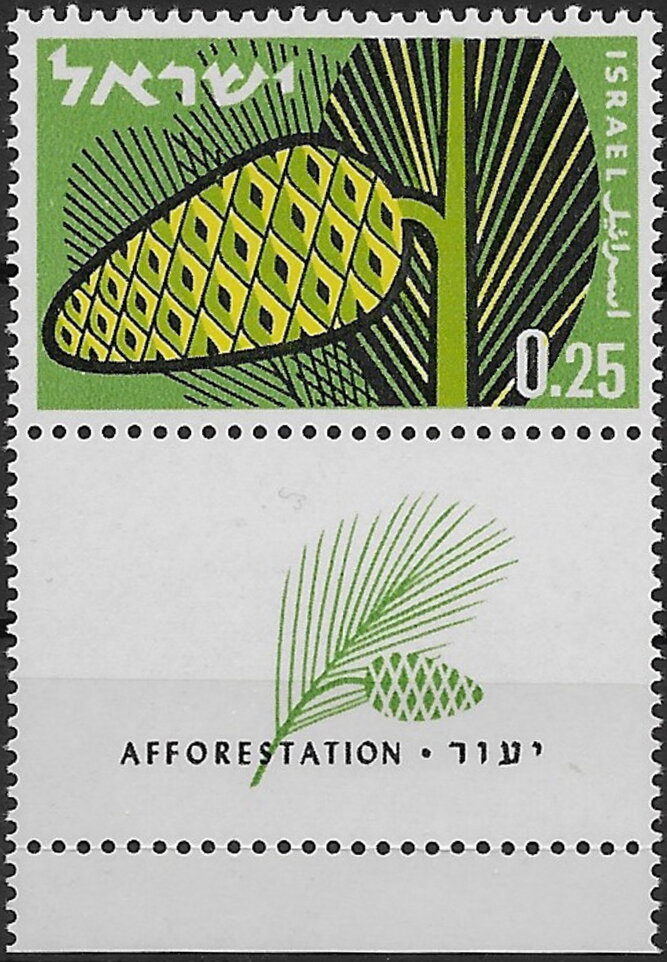 Afforestation - Pine Cone