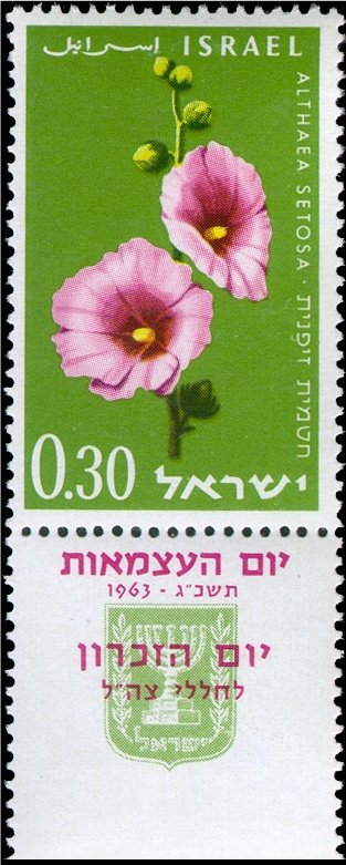Bristly Hollyhocks (Althaea setosa)