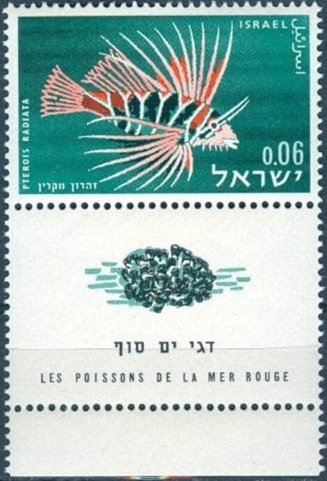 Clearfin Lionfish (Pterois radiata)